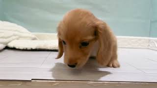 ミニチュアダックスの動画01