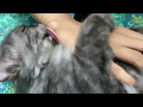 Why Does My Cat Bite During Play Time? How to Play with Your Cat | Cat Care #Cat_playing #Persian