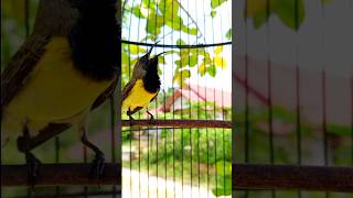 Download lagu suara burung sogon gacor #pancingansogokotong #pikatsogokontong #shorts mp3 Download lagu suara burung sogon gacor #pancingansogokotong #pikatsogokontong #shorts mp3