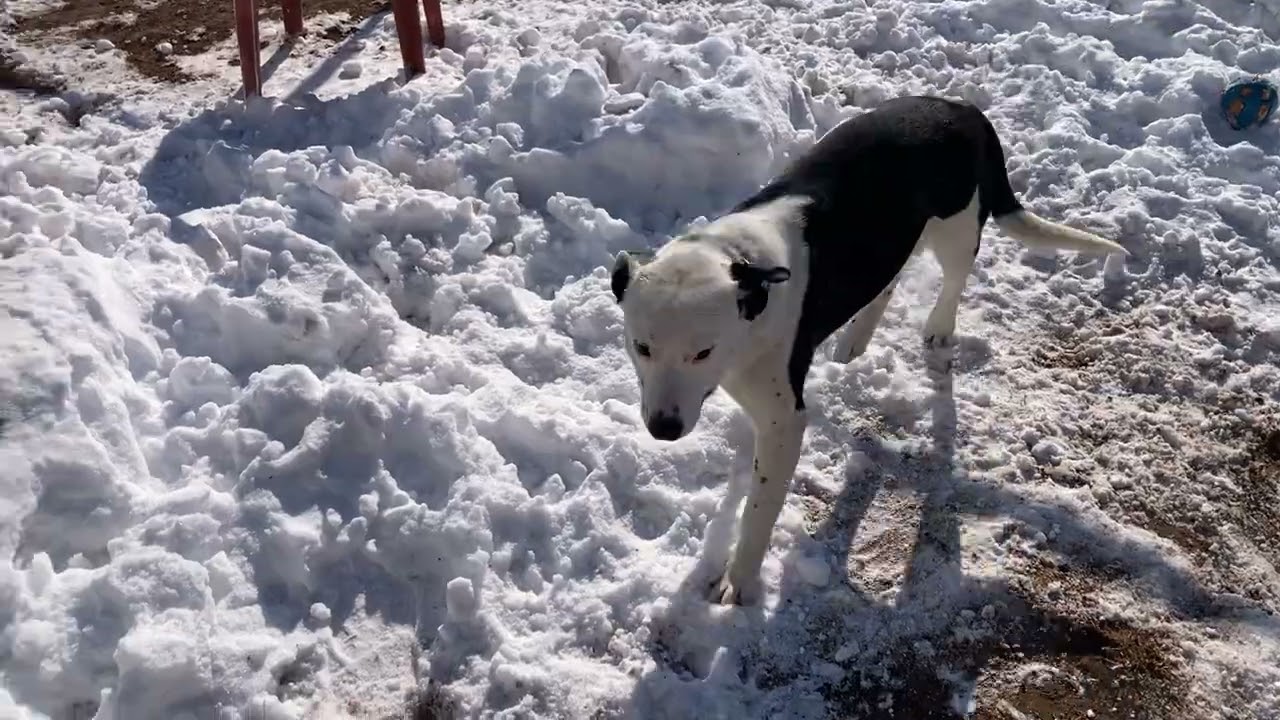 Aubreigh, a Adoptable mixed breed in Sand Springs, OK video 6/6