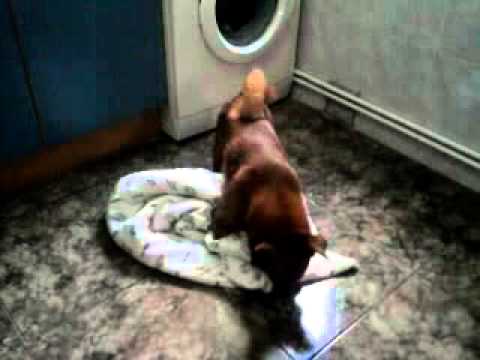 Perro follador the FUCKER DOG asi se entrena nuestro actor del  PORNO CANINO