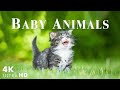 Let's Enjoy Rare Cute and Happy Moments of Baby Wildlife - Relaxing Music - Baby Animals