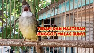 Download lagu TERAPI DAN MASTERAN CUCAK JENGGOT ⁉️JENGGOT JADI RAJIN BUNYI dan GACOR mp3 Download lagu TERAPI DAN MASTERAN CUCAK JENGGOT ⁉️JENGGOT JADI RAJIN BUNYI dan GACOR mp3