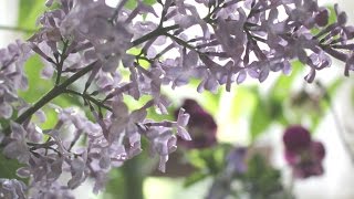 小さな窓の花ごよみ 307 ビオラ～薔薇～リラ～アネモネ ♪Plaisir d‘Amour：Judy Collins♪