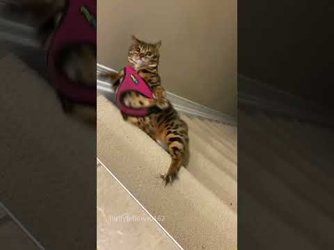 Funny cats on the stairs.#cat #catsoftiktok #catlover #funny #funnyvideos #foryou #fypage
