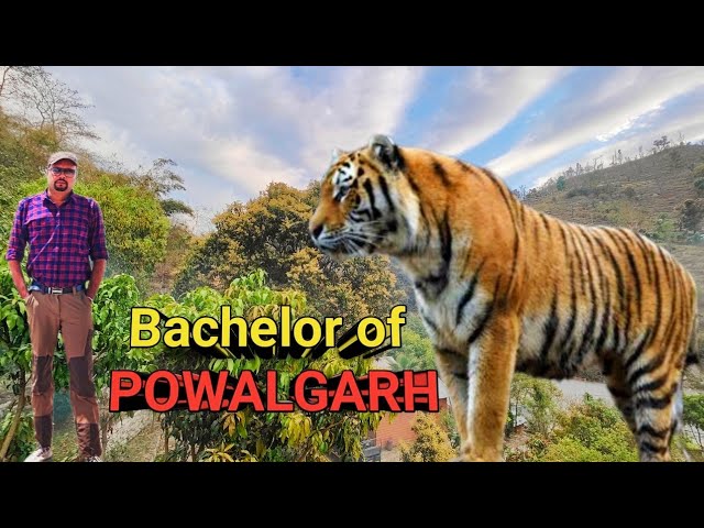Bachelor Of POWALGARH । Jim Corbett Tiger Hunting Story । Story Narration । Storyteller । Wildlife