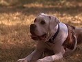 Homeward Bound The Incredible Journey 1993 The Cat A Pult