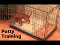 Potty Training Puppy Apartment - Full Video - How ...
