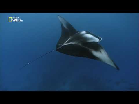 Palau - A Csendes-óceán édenkertje