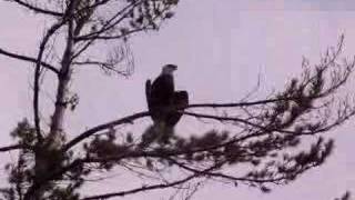 Bald Eagle and Loons