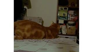 [心得/閃光] 起床第一件事就是找貓