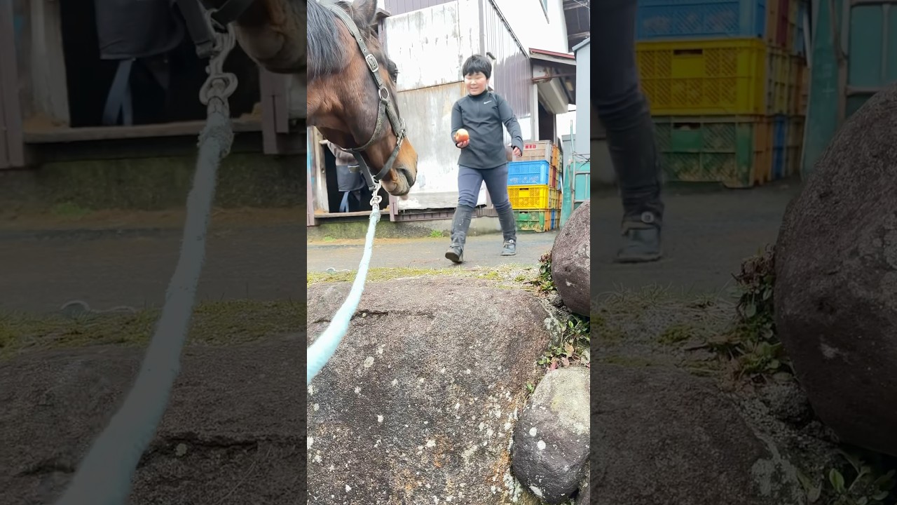 歩いていたら、りんご、もらった。😊 #サチモ #horse #ありがとう