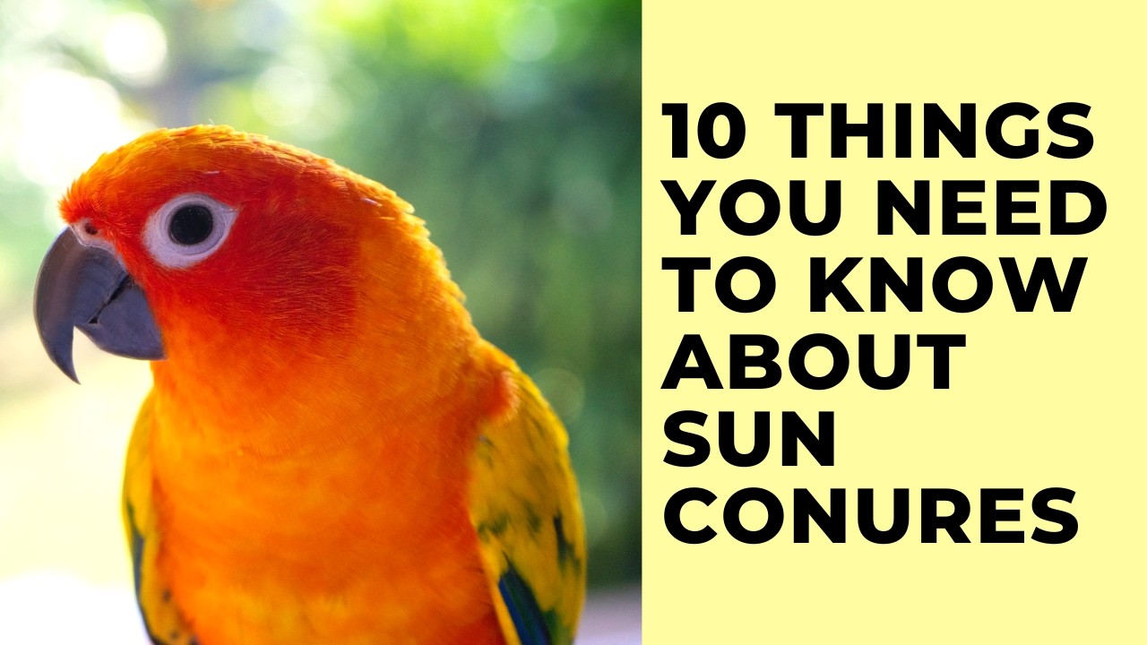 10 Things You NEED To Know About Sun Conures