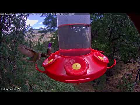 Male Lucifer Hummingbird Struts Its Stuff – June 28, 2018