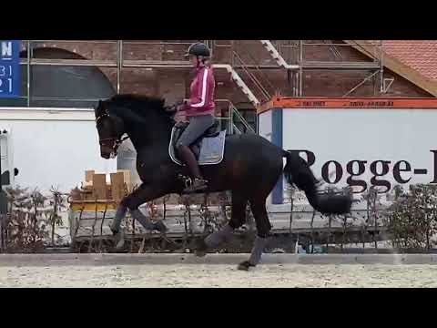 Follow Him's Schönweide im täglichen Training 2021