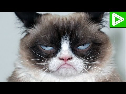 10 Most Famous Cats in History