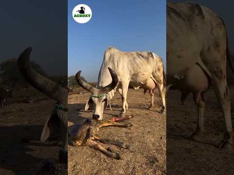 Kankrej cow breed of gujrat #cow #dairyfarming #farming #facts
