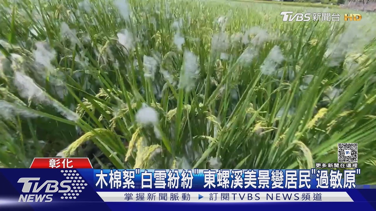 影音/木棉花季結束棉絮漫天飛!東螺溪畔居民苦喊「過敏大爆發」