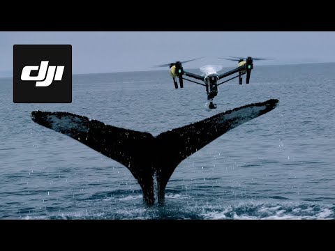 DJI Stories - Snotbot: Pushing the Frontiers of Whale Research