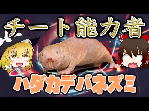 デバネズミについて詳しく解説