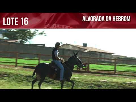 Lote 16 - ALVORADA DA HEBROM (Leilão Top da Raça Pêga)