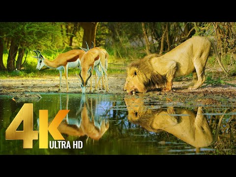 Amazing Wildlife of Botswana - 4K Nature Documentary Film (with music)