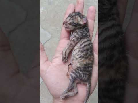 Nazar is real 😭💔 #cat #shorts