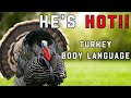 He S Hot How To Read A Turkey S Body Language