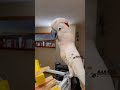 Sound On For Laughing Barney He S So Funny