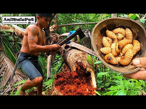Coconut Worms | Uok or Batud | Catch & Cook | Best Pulutan