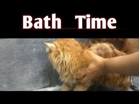 Giving bath to Elsa|Cat taking bath|#cute #cat #kitten