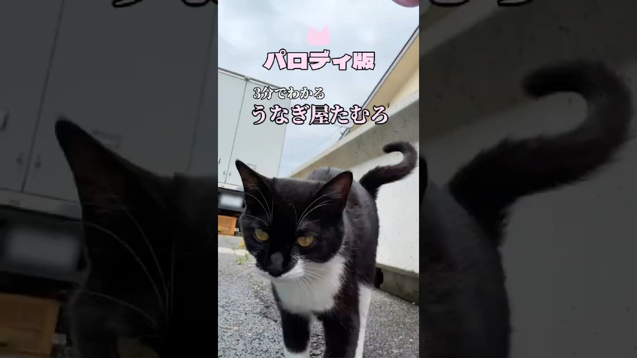 猫による占領事件