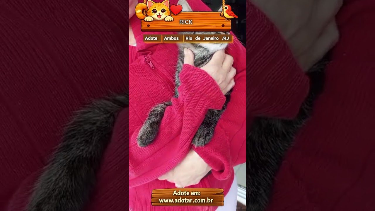 Gato raça SRD-ViraLata idade 7 a 11 meses nome RICK