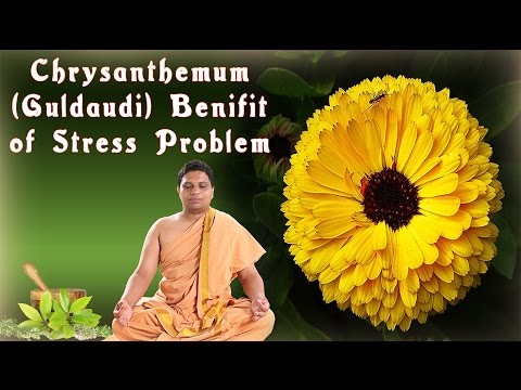 Ayurvedic Benefits of Chrysanthemum (Guldaudi) for Stress | Acharya Balkrishna