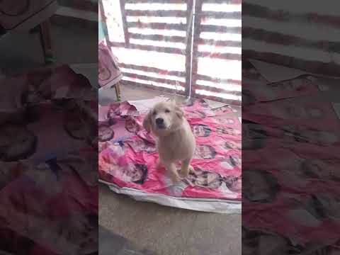 First time friendship with puppy