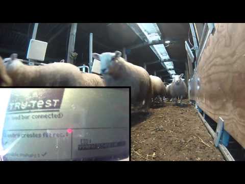 ROXAN & TRUTEST - UHF TagFaster in action