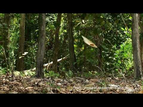 空飛ぶ種アルソミトラ