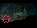 Смысловые Галлюцинации - Мысленный волк (lyric video) 