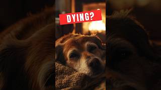 Signs That Your Dog Is Dying