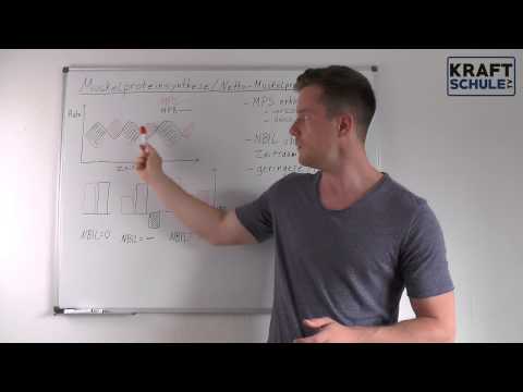 Muskelproteinsynthese - Nettoproteinbilanz -  Proteinbiosynthese