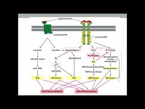 PCB3103 - Cell Biology - Cell Signaling