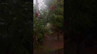 CHUVA PESADA Chegando !!! #shorts #chuvapesada #chuvaparadormir