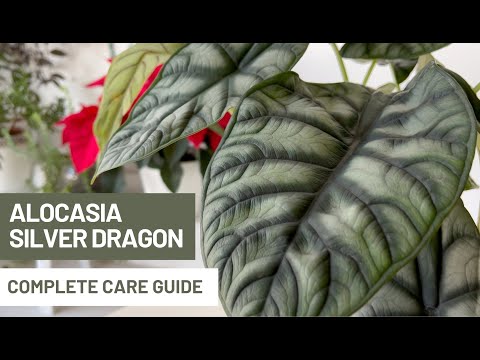 How to Care for Alocasia Silver Dragon? Everything You Need To Know!