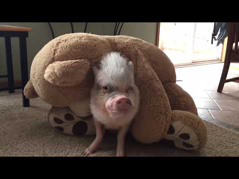 Hamlet the Mini Pig: Battle with Teddy