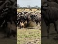 Cheetah Vs Wildebeests Sudden Clash Rocks The Tropical Savannah