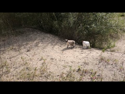 White & Blue Point Siamese Cats run/walk through a desert-like area (off-leash)