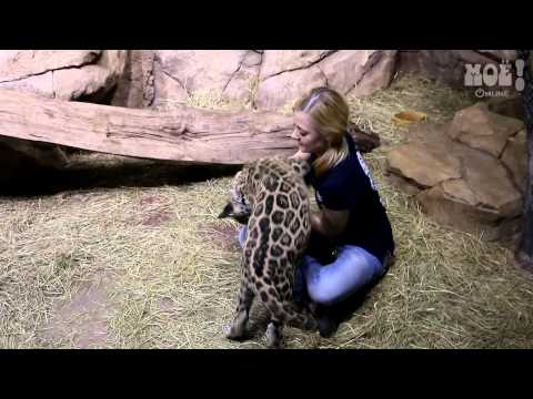 Ягуар в Воронежском океанариуме научился мурчать и не выпускать когти