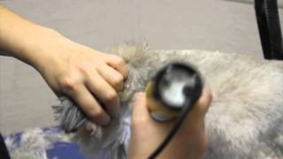 preview picture of video 'Pet Grooming at Legacy Animal Medical Center'