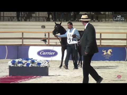 N.53 Rodayna Al Nafel - The Egyptian Event Cairo 2024 - (Class 3B) SE Fillies 2 Years Old (Class...