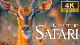 Ultilmate Life Safari 4K 🐾 The Iconic Wildlife of Africa Film with Smooth Relax Piano Music